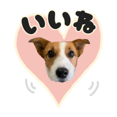 ジャックラッセルテリアのプルくん