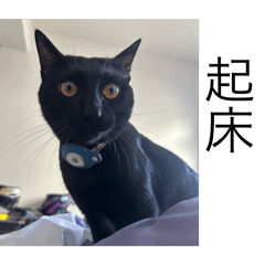 黑貓吉吉的日常貼圖