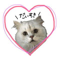 Persian cats