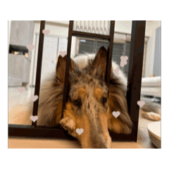 帥氣狗勾的動態貼圖
