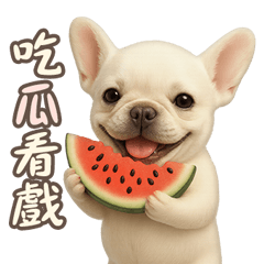 法國鬥牛犬的生活日常