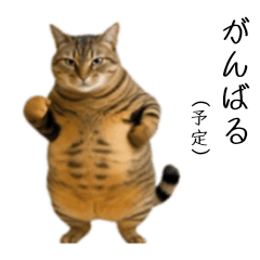 chubby tabby's diet woes
