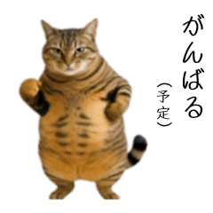 chubby tabby's diet woes