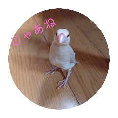 シナモン文鳥しーちゃんスタンプ4
