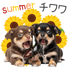毎日使える！夏のチワワ