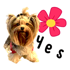 MooMoo Yorkie