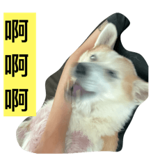 柯基Jeremy-惰生活