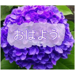 デカ文字・鮮やか紫陽花