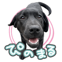 PINO-MARU Cute Stamp