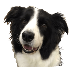 A cheerful life with Border Collie Mick