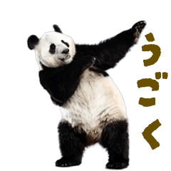 ขยับ! เต้น! มีมแพนด้าตัวจริง