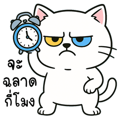 Bright Funny Cat (THAI)