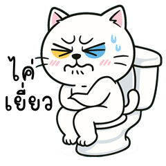 Bright Funny Cat (Kum-muang)