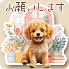 癒しのかわいいトイプードル