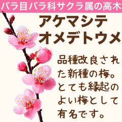 架空植物図鑑