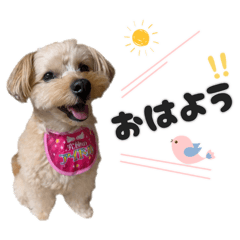 まろんちゃんだよん