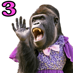 A male gorilla that looks like a female3