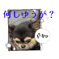 殿様わん仔　土佐弁集