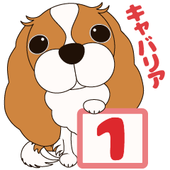 キャバリア犬♪ブレンハイム（白少なめ）1