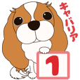 キャバリア犬♪ブレンハイム（白少なめ）1