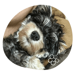 The life of Miniature Schnauzer Noe