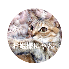 princess cat's