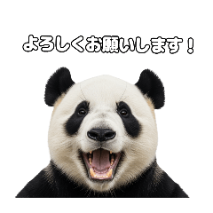 えあこんぱんだ