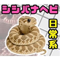 The daily life of a hognose snake