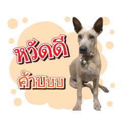 Latte Dog V.2