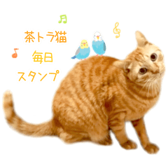 茶トラ猫 毎日 スタンプ