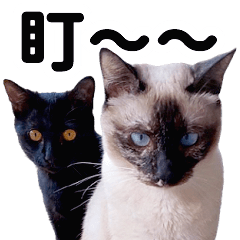 珍奶可樂貓日常2