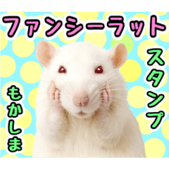 Daily life of Fancy Rat