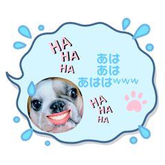 Frenchbull Remon