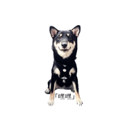 shiba everyday