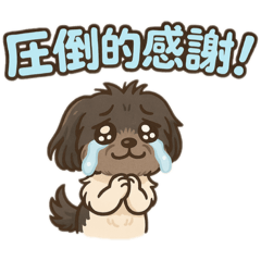 マルポメのピノちゃん