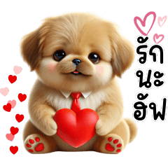 น้องหมาปักกิ่ง,หมาน้อยน่ารัก8