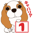 キャバリア犬♪ブレンハイム(白多め)１