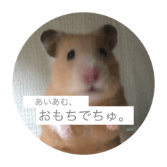 hamster Omochi