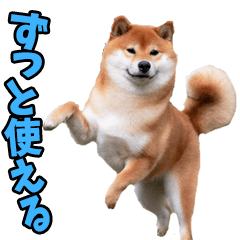 ずっと使える☆関西弁柴犬