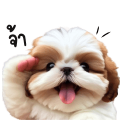 น้องหมาชิซูซูน่าย้ากไม่เบานะ