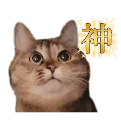 lovely tortoiseshell cat!!