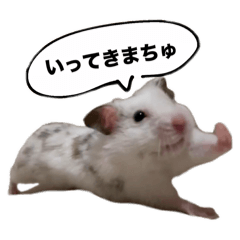 ☆しらすとその仲間たち☆