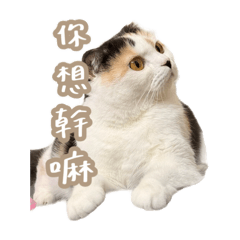 招財貓⸝⸝豆花