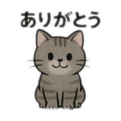 American Shorthair Part1