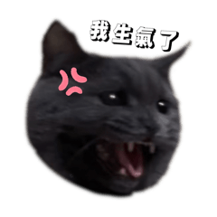 ☘︎Nian Nian寶寶的日常☘︎