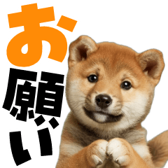 Moving Shiba Inu baby2