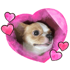 富貴與思安的生活趣味二