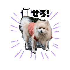 ポメラニアンときどきダックス