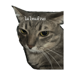 Peemai1i