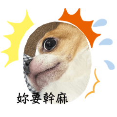 貴寶與安寶生活日記三